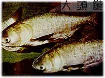 混養|青魚倶楽部：中国四大家魚ｽﾄｰﾘｰ